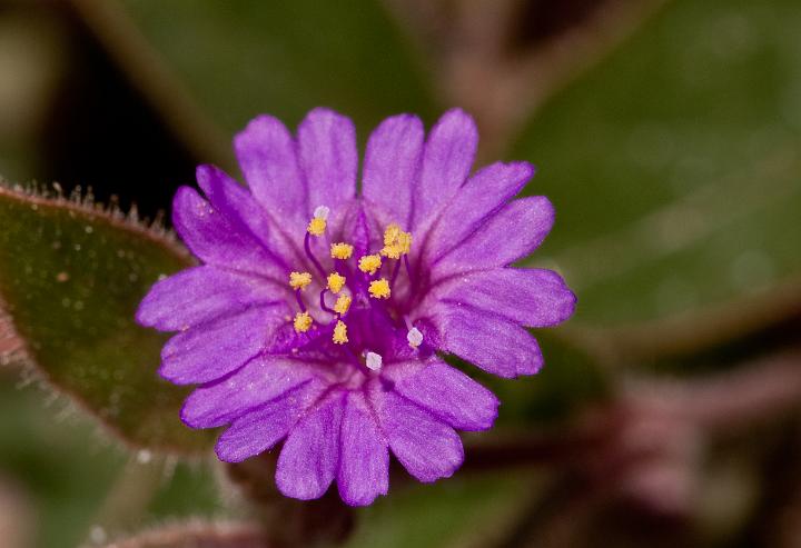 Trailing Four Oclock, Allionia incarnata 0195.jpg - Copyright 2010 DonJacobson